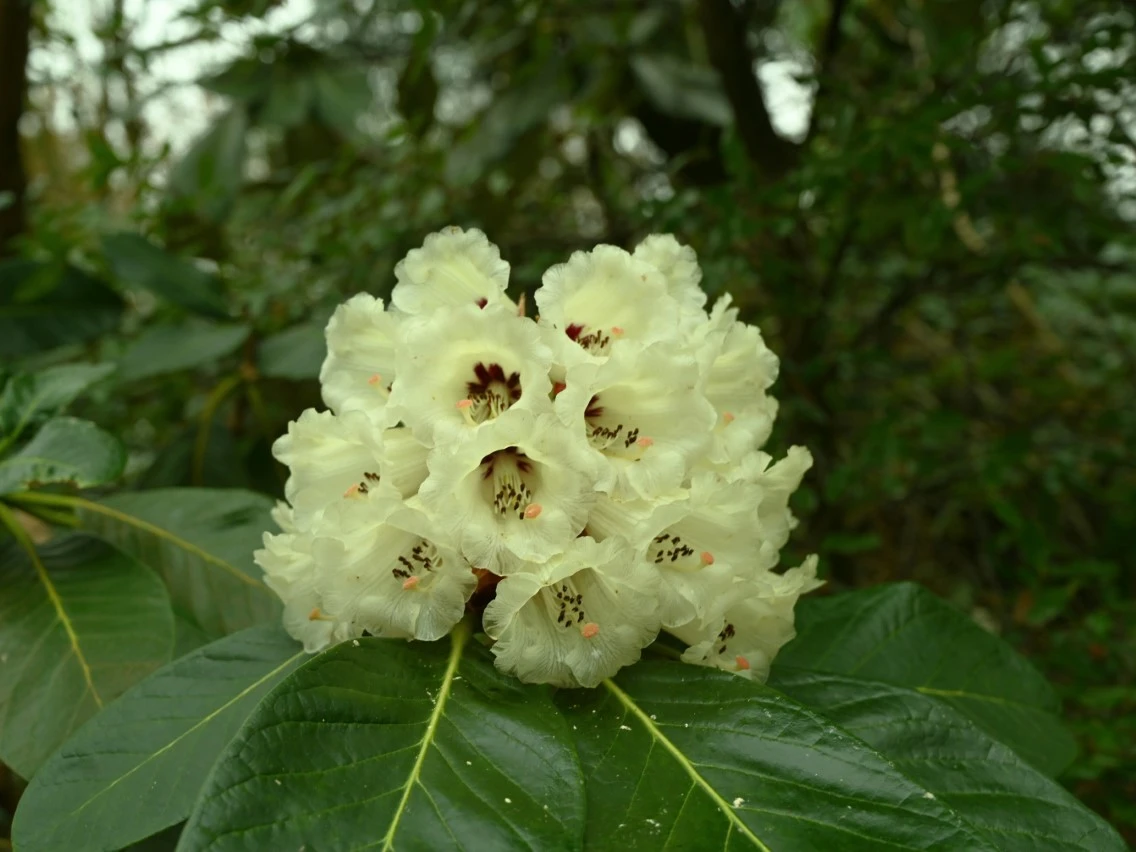 R. macabeanum AGM